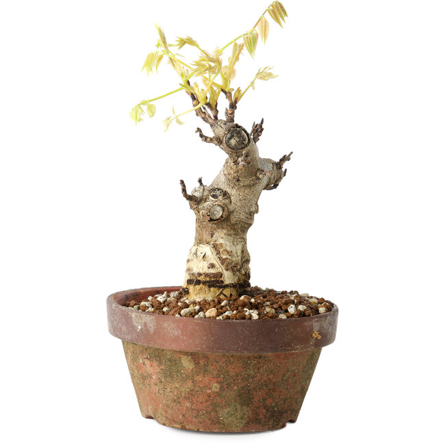 Wisteria sinensis, 20 cm, ± 8 Jahre alt, mit violetten bis blauen Blüten