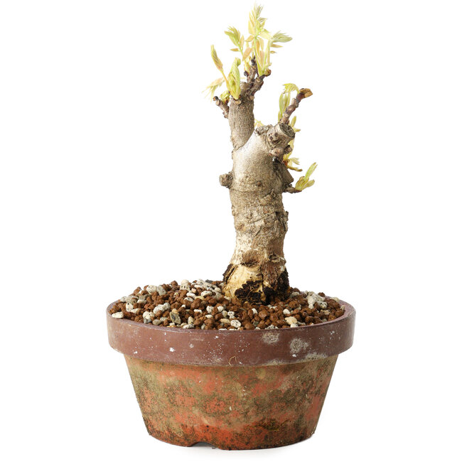 Wisteria sinensis, 20 cm, ± 8 Jahre alt, mit violetten bis blauen Blüten