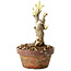 Wisteria sinensis, 20 cm, ± 8 jaar oud, met paarse tot blauwe bloemen