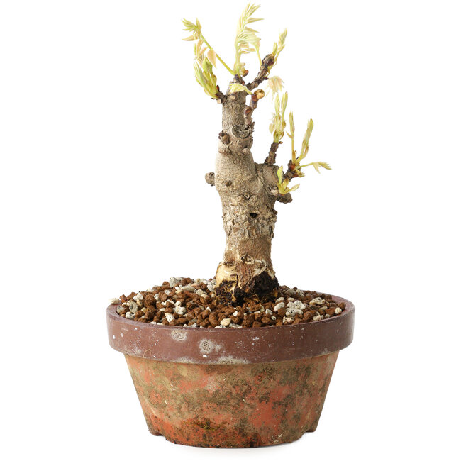 Wisteria sinensis, 20 cm, ± 8 años, con flores de color púrpura a azul.