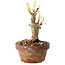 Wisteria sinensis, 20 cm, ± 8 jaar oud, met paarse tot blauwe bloemen