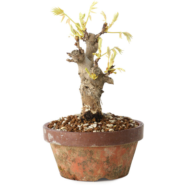 Wisteria sinensis, 20 cm, ± 8 Jahre alt, mit violetten bis blauen Blüten