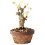 Wisteria sinensis, 20 cm, ± 8 jaar oud, met paarse tot blauwe bloemen