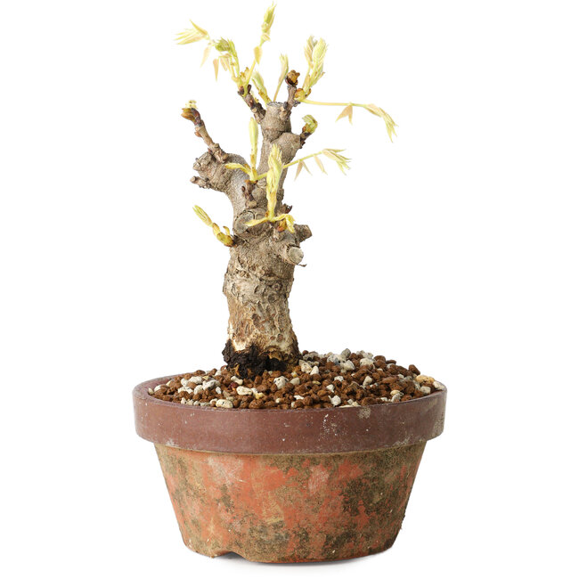 Wisteria sinensis, 20 cm, ± 8 Jahre alt, mit violetten bis blauen Blüten