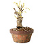 Wisteria sinensis, 20 cm, ± 8 jaar oud, met paarse tot blauwe bloemen