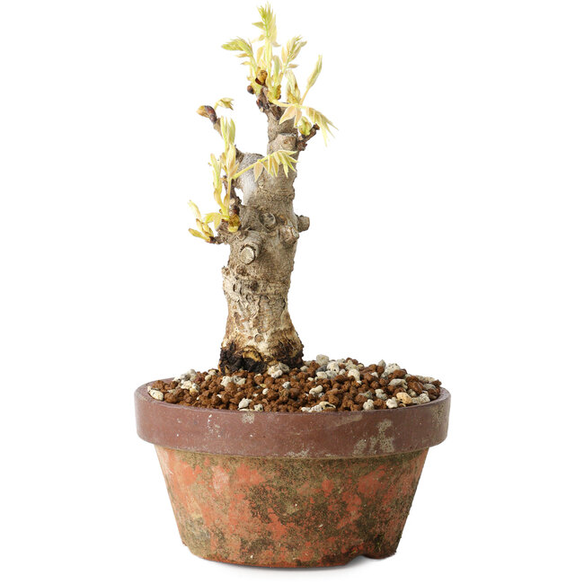 Wisteria sinensis, 20 cm, ± 8 años, con flores de color púrpura a azul.