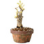 Glicine sinensis, 20 cm, ± 8 anni, con fiori dal viola al blu
