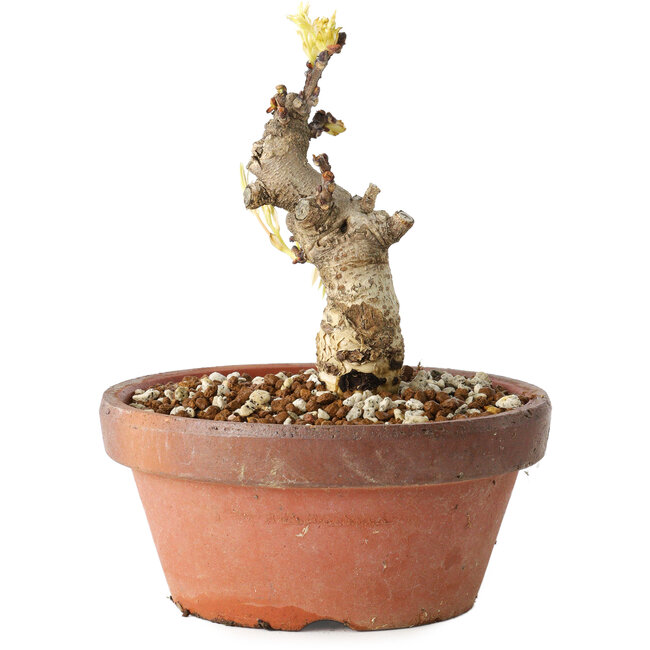 Wisteria sinensis, 20 cm, ± 8 Jahre alt, mit violetten bis blauen Blüten