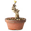 Wisteria sinensis, 20 cm, ± 8 jaar oud, met paarse tot blauwe bloemen
