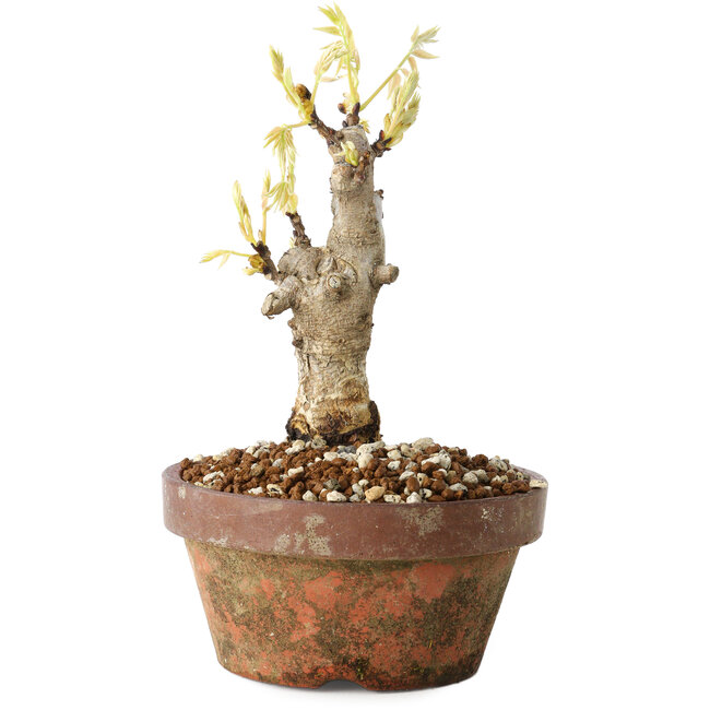 Wisteria sinensis, 20 cm, ± 8 Jahre alt, mit violetten bis blauen Blüten