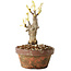 Glicine sinensis, 20 cm, ± 8 anni, con fiori dal viola al blu