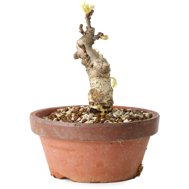 Wisteria sinensis, 20 cm, ± 8 ans, à fleurs violettes à bleues