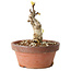 Wisteria sinensis, 20 cm, ± 8 jaar oud, met paarse tot blauwe bloemen