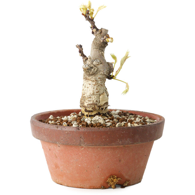 Wisteria sinensis, 20 cm, ± 8 years old, with purple to blue flowers