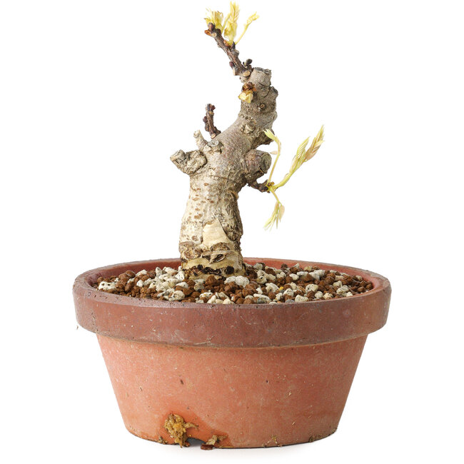 Wisteria sinensis, 20 cm, ± 8 years old, with purple to blue flowers