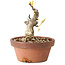 Glicine sinensis, 20 cm, ± 8 anni, con fiori dal viola al blu