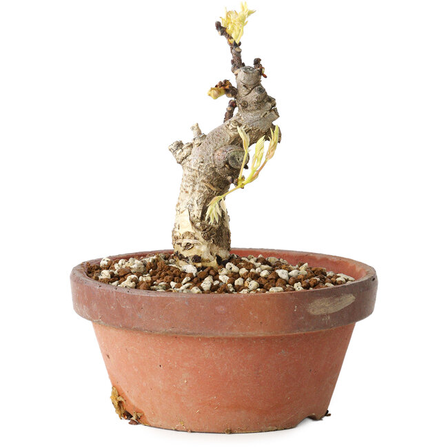 Wisteria sinensis, 20 cm, ± 8 Jahre alt, mit violetten bis blauen Blüten