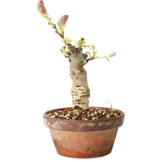Wisteria sinensis, 20 cm, ± 8 jaar oud