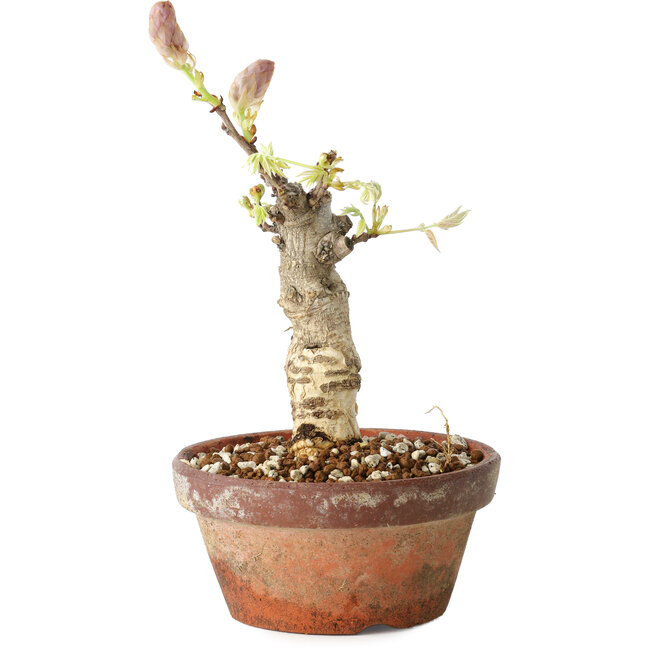 Wisteria sinensis, 20 cm, ± 8 jaar oud, met paarse tot blauwe bloemen