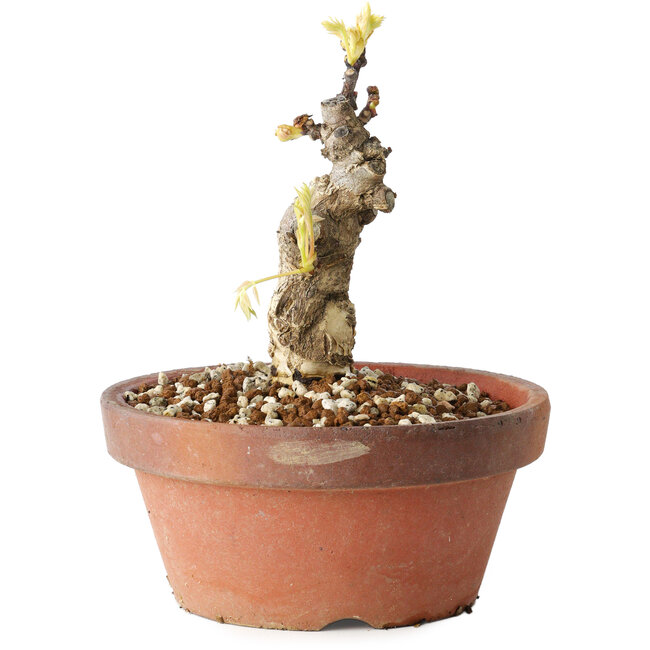 Wisteria sinensis, 20 cm, ± 8 years old, with purple to blue flowers