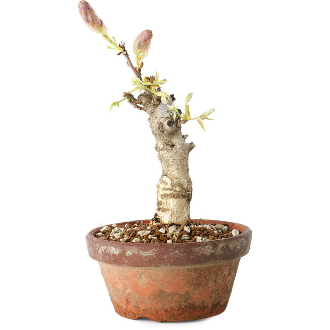 Wisteria sinensis, 20 cm, ± 8 años, con flores de color púrpura a azul.