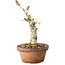 Wisteria sinensis, 20 cm, ± 8 jaar oud, met paarse tot blauwe bloemen