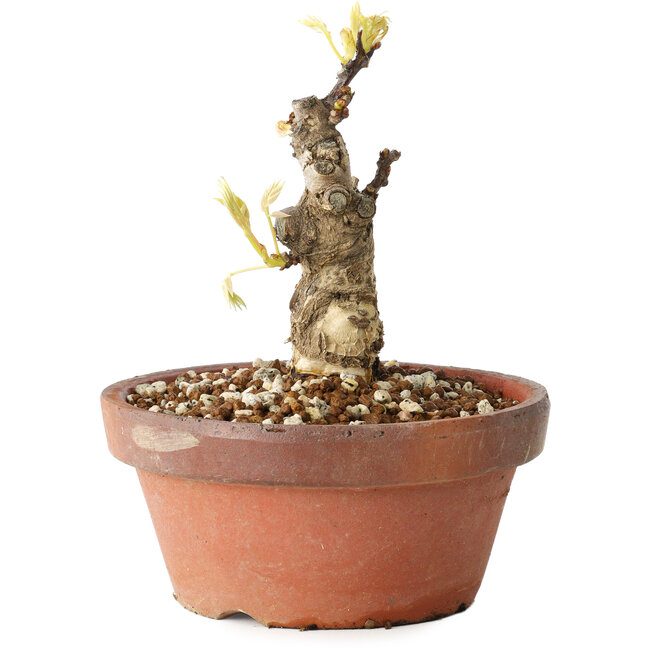 Wisteria sinensis, 20 cm, ± 8 ans, à fleurs violettes à bleues