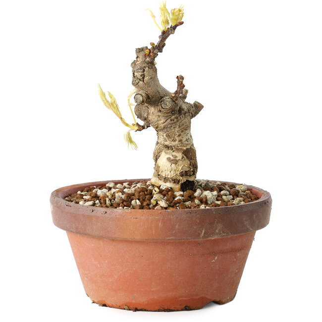 Wisteria sinensis, 20 cm, ± 8 años, con flores de color púrpura a azul.