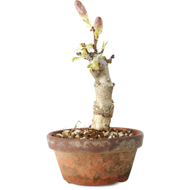 Wisteria sinensis, 20 cm, ± 8 Jahre alt, mit violetten bis blauen Blüten