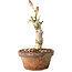 Glicine sinensis, 20 cm, ± 8 anni, con fiori dal viola al blu