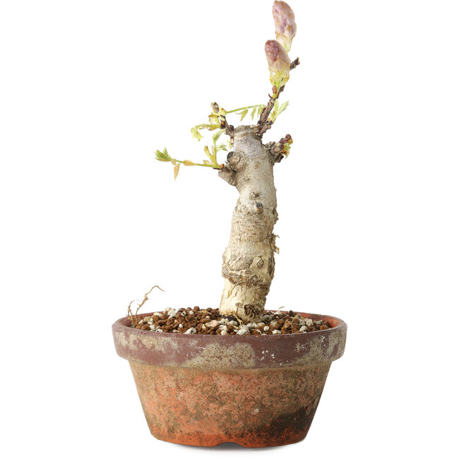 Wisteria sinensis, 20 cm, ± 8 Jahre alt, mit violetten bis blauen Blüten