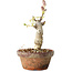 Wisteria sinensis, 20 cm, ± 8 jaar oud, met paarse tot blauwe bloemen