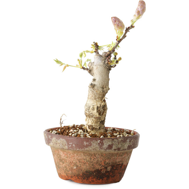 Wisteria sinensis, 20 cm, ± 8 Jahre alt, mit violetten bis blauen Blüten