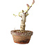 Glicine sinensis, 20 cm, ± 8 anni, con fiori dal viola al blu