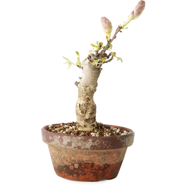 Wisteria sinensis, 20 cm, ± 8 años, con flores de color púrpura a azul.