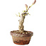 Wisteria sinensis, 20 cm, ± 8 years old, with purple to blue flowers