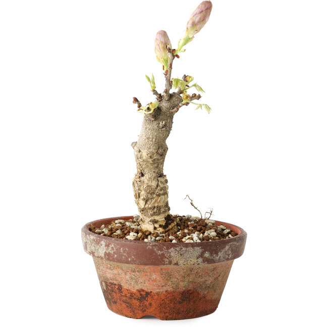 Wisteria sinensis, 20 cm, ± 8 years old, with purple to blue flowers