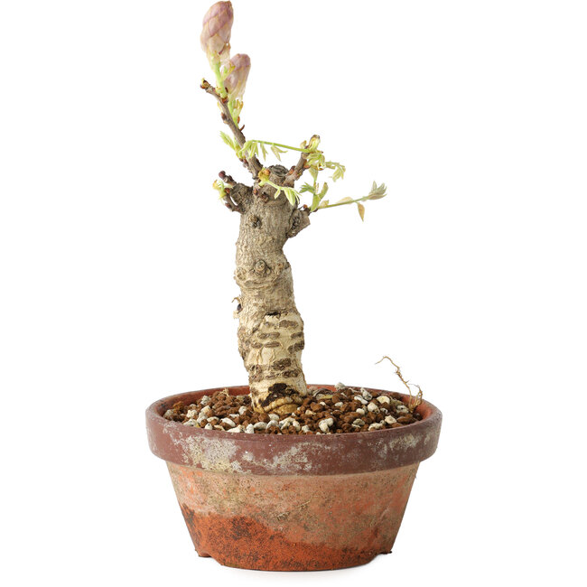 Wisteria sinensis, 20 cm, ± 8 Jahre alt, mit violetten bis blauen Blüten