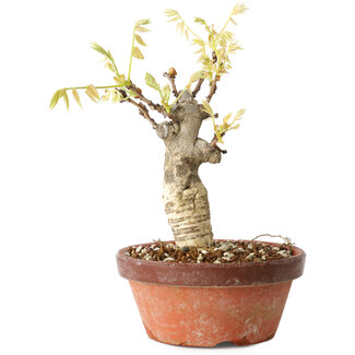 Wisteria sinensis, 20 cm, ± 8 jaar oud