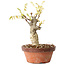 Wisteria sinensis, 20 cm, ± 8 jaar oud, met paarse tot blauwe bloemen