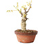 Glicine sinensis, 20 cm, ± 8 anni, con fiori dal viola al blu
