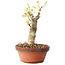 Wisteria sinensis, 20 cm, ± 8 jaar oud, met paarse tot blauwe bloemen