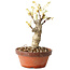 Glicine sinensis, 20 cm, ± 8 anni, con fiori dal viola al blu
