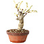 Glicine sinensis, 20 cm, ± 8 anni, con fiori dal viola al blu