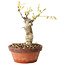 Wisteria sinensis, 20 cm, ± 8 jaar oud, met paarse tot blauwe bloemen