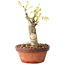 Wisteria sinensis, 20 cm, ± 8 jaar oud, met paarse tot blauwe bloemen