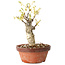 Wisteria sinensis, 20 cm, ± 8 jaar oud, met paarse tot blauwe bloemen