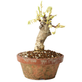 Wisteria sinensis, 20 cm, ± 8 jaar oud