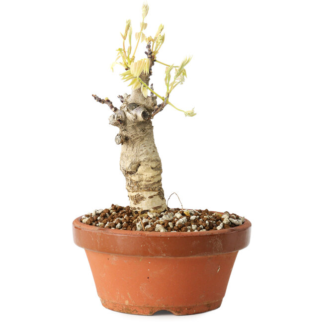 Wisteria sinensis, 20 cm, ± 8 Jahre alt, mit violetten bis blauen Blüten