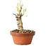 Wisteria sinensis, 20 cm, ± 8 jaar oud, met paarse tot blauwe bloemen